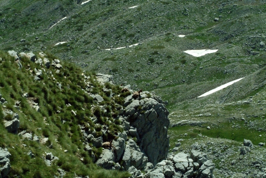 Camoscio d''Abruzzo Rupicapra pyrenaica ornata